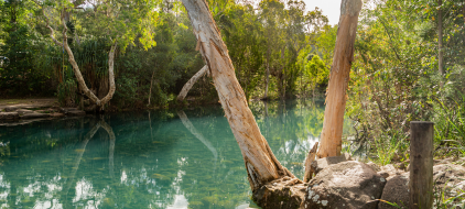 forest and river