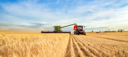 barley crop